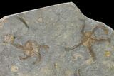 Wide Ordovician Brittle Star (Ophiura) Multiple Plate - Morocco #154157-3